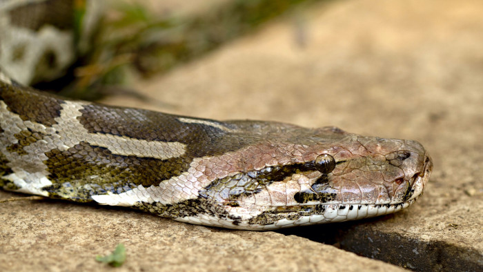 Indian Rock Python: Of Legends and Leather Bags