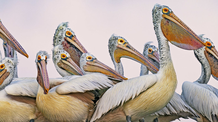 Peculiar Pelicans: Gawky, Grand and Graceful Waterbirds
