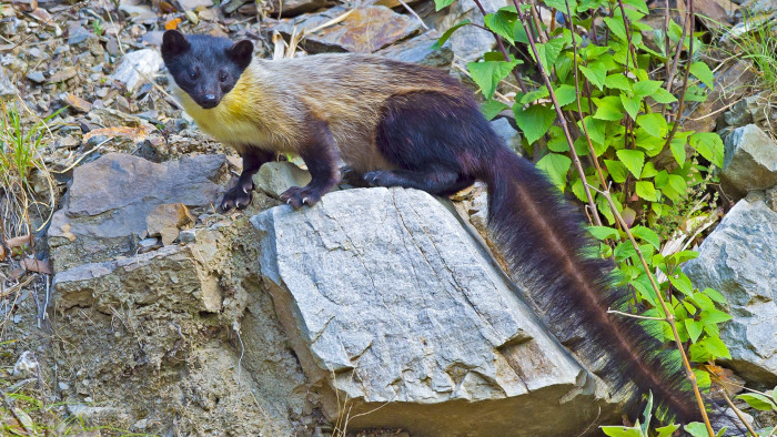 Yellow-throated Marten: Feisty, Fearless Predator of the Himalayas