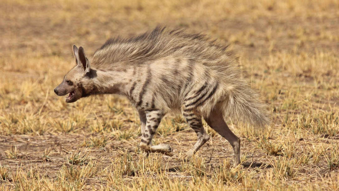 Not the Witch’s Steed: Why the Hyena is India’s Most Misunderstood Predator