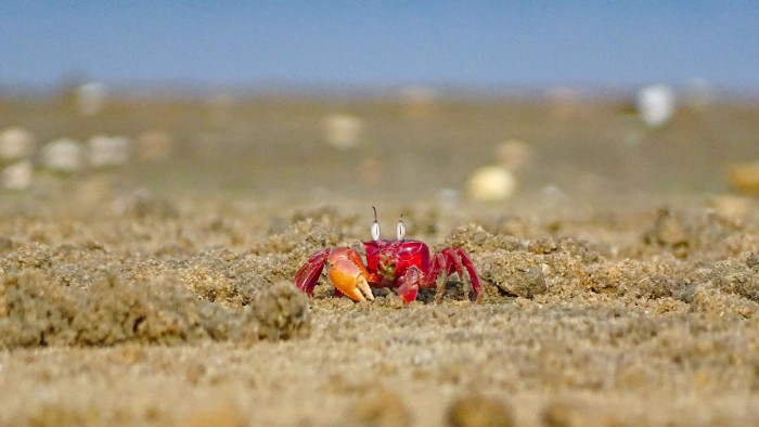 Sand Scavengers: Ghost Crabs in the Intertidal Zone of Chennai’s Elliot’s Beach