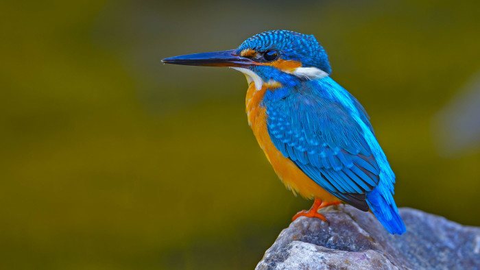 Common Kingfisher: The Bolt of Blue