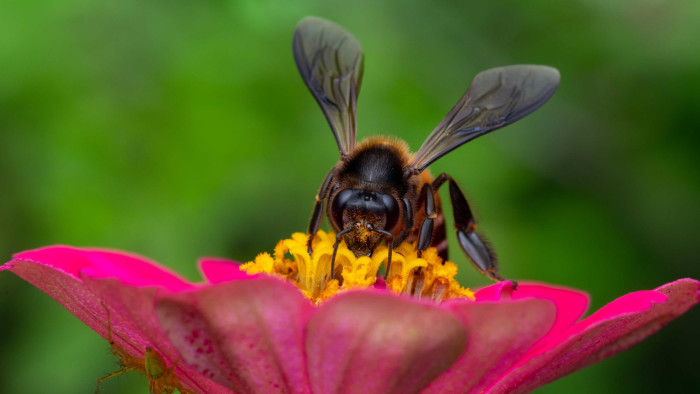 Wild and Free: Where the Rock Bees Roam