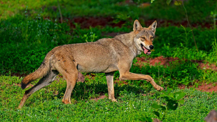 Indian Grey Wolf: Mystique and Misfortune on the Grasslands