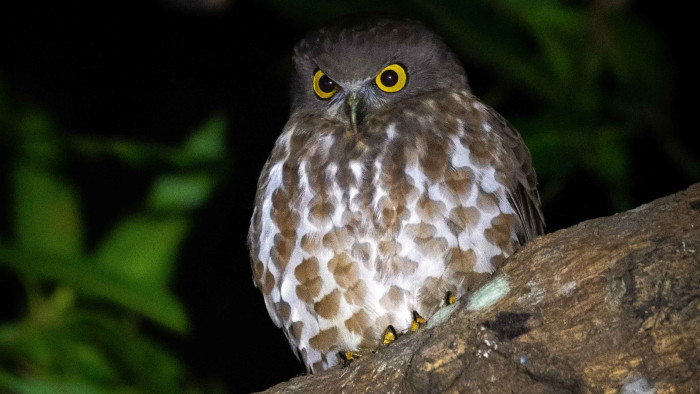 An Owlsome Night Amidst the Dense Mangroves of Bhitarkanika