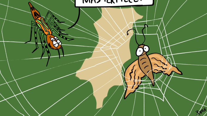 The Silver Orb Spider and its Masterpiece