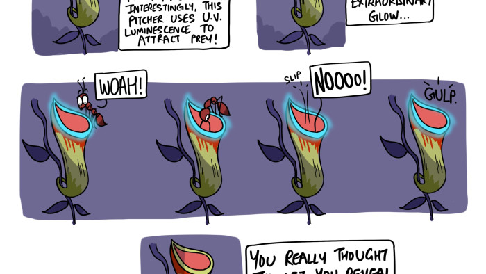The Glowing Secret of the Khasi Pitcher Plant