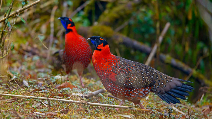 Seeking the Satyr Tragopan Along a Mountain Road