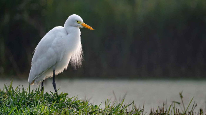 Smaller Herons and Egrets: Hunchbacks and Those Lovely in Lace