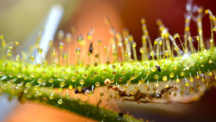 Sundews: Shiny, Sugary Illusions in the Wild