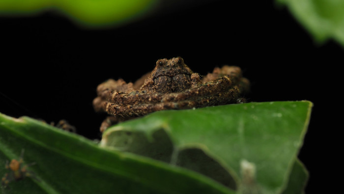 Angaeus: The Resourceful Crab Spider Mother