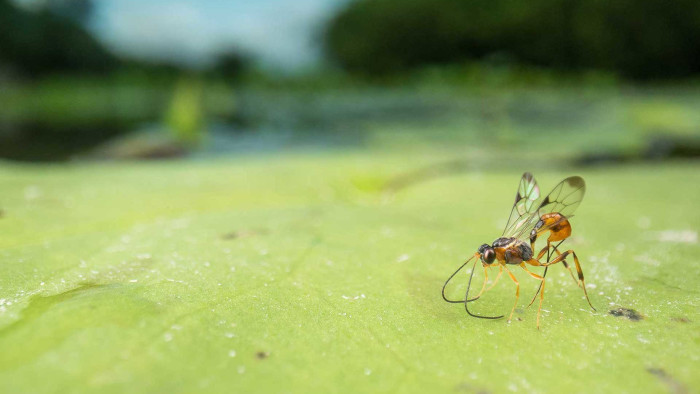 The Host Killer: Death by Parasitoid Wasp