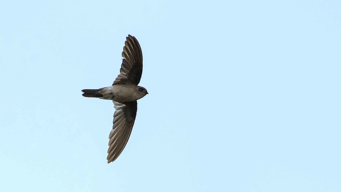 Edible-nest Swiftlet: Little Bird with an Expensive Nest