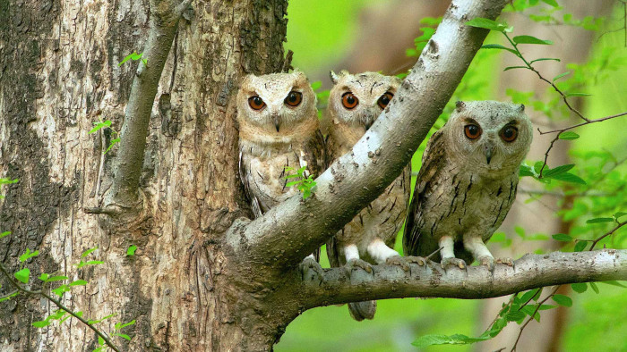 Hoot and Screech: From Giant Owls to Little Elves