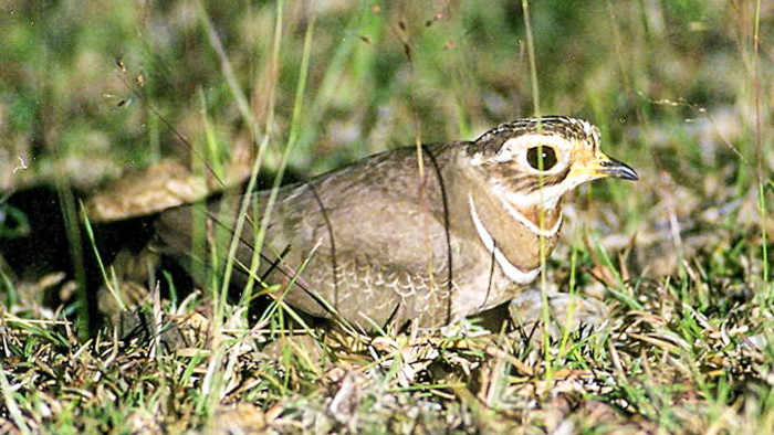 Is the Jerdon’s Courser Extinct?