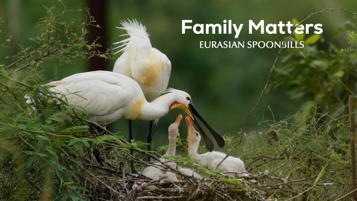 Family Tree: Eurasian Spoonbills and the Drama of Daily Life
