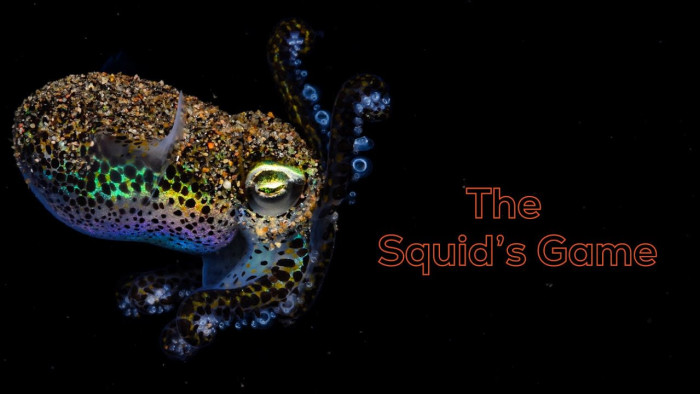 The Squid’s Game: Masters of Defence