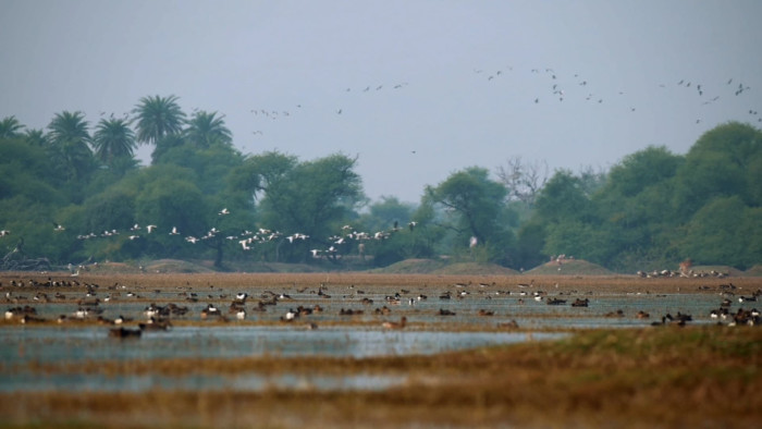 Troubled Waters: Why Bharatpur’s Wetlands Need our Attention