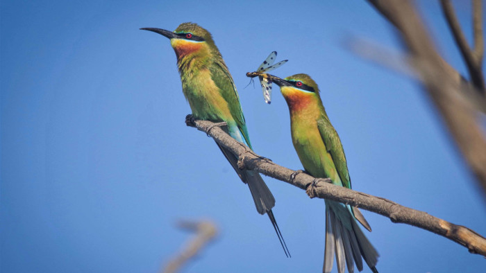 Powai Lake: A Wild Wetland at the Heart of a Mumbai Suburb