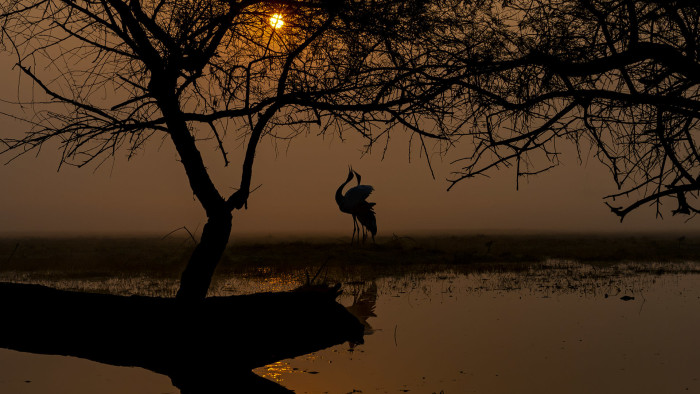 A Lifetime of Love: The Romance of the Sarus Cranes