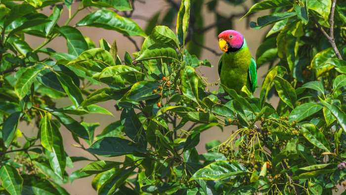 Playful Parakeets: Green Chilli-shaped Missiles of Entertainment