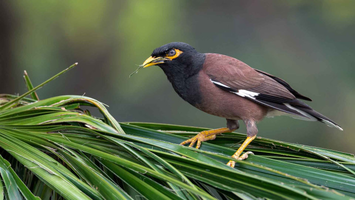 Mynas and Starlings: Birds With Attitude