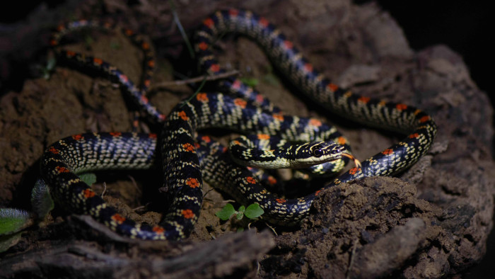Ornate Flying Snake: Nature’s Gliding Jewel