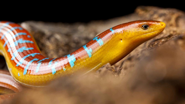 Asian Glass Lizard: Jewel-toned Enigma from the Northeast