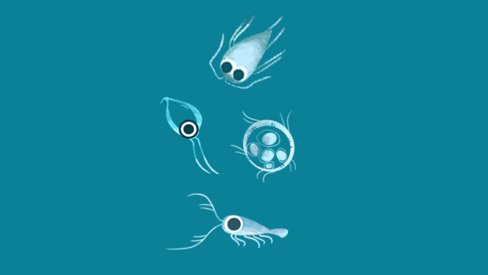 Plankton: What are they?