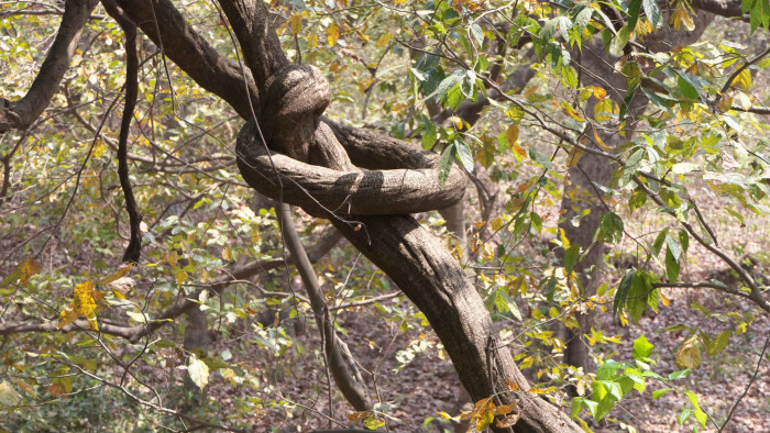 Lianas: The Woody Climbers of the Forest