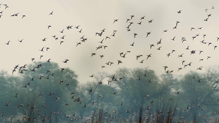 Five Migratory Birds You May Not Have Heard Of