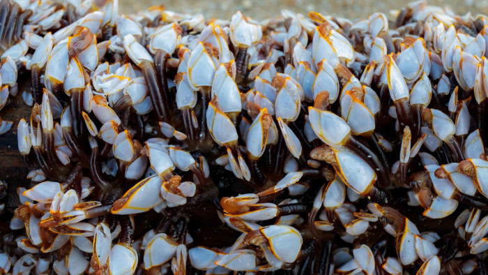 Gooseneck Barnacles: Rare Delicacy or Dinosaur Feet?