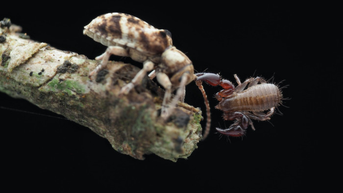 Pseudoscorpions: Invisible Hunters