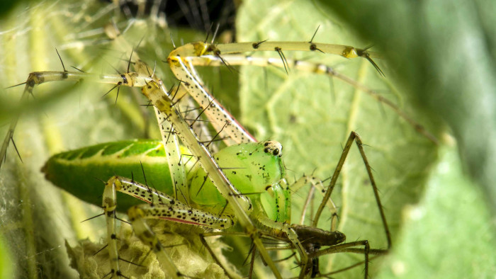 My Space: When Lynx Spiders Find Their Niche