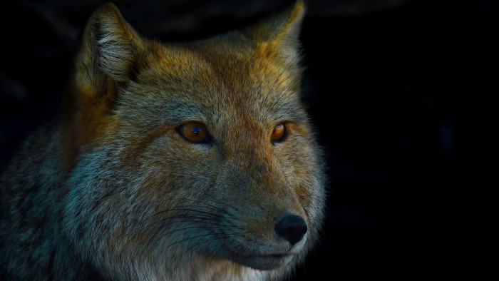 Tibetan Sand Fox: High-Altitude Hunter