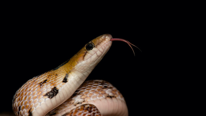 Trinket Snakes and Their Treasured Personal Space