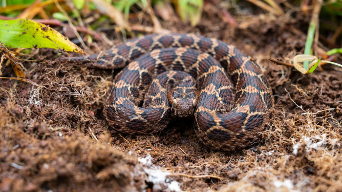 Playing Hide and Seek with the Saw-Scaled Viper in Goa
