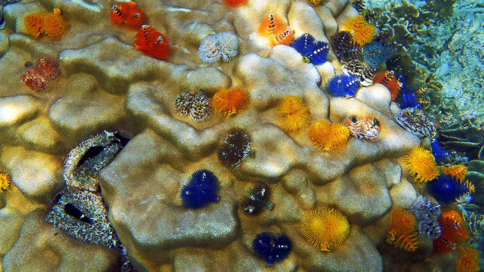 Celebrating the Festive Season with an Underwater Christmas Tree