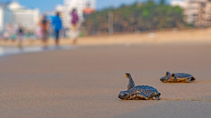 Circle of Life: When Olive Ridley Turtles Return to Nest