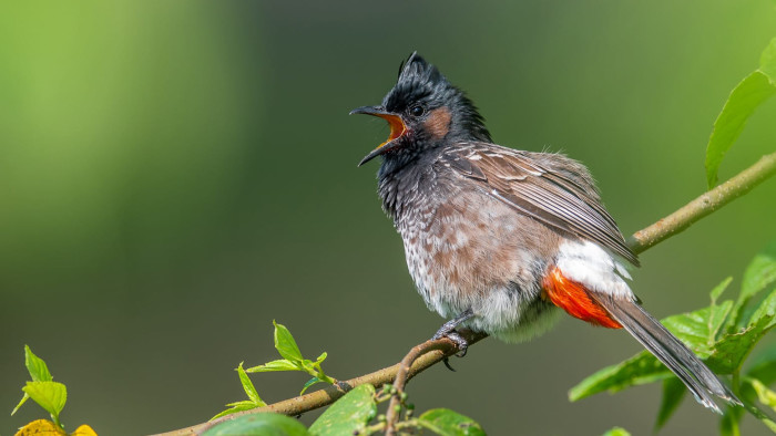 Bulbuls: Play on Merry Minstrels