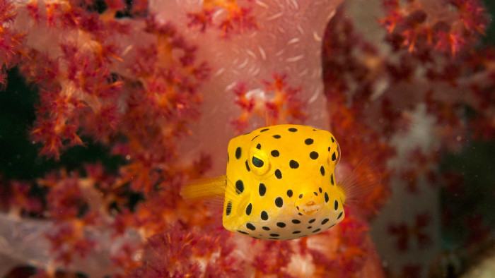 Boxfish: An Evolutionary Guide to Self-preservation