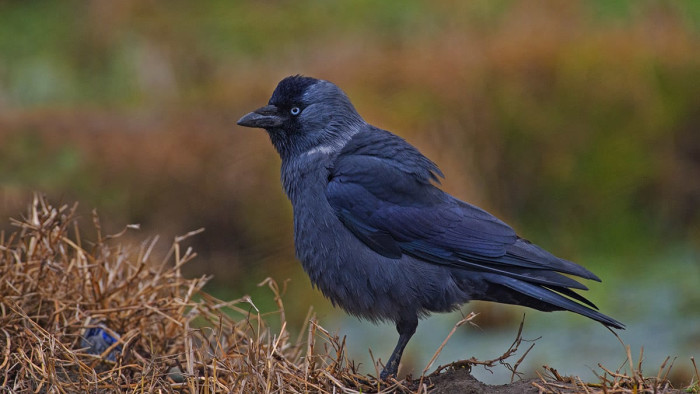 Jackdaw: Menacing-Looking Affable Crows