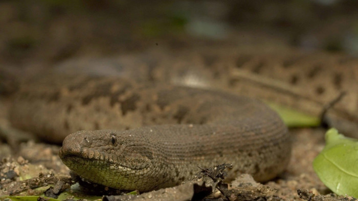 What Lies Beneath: Rough-scaled Sand Boa