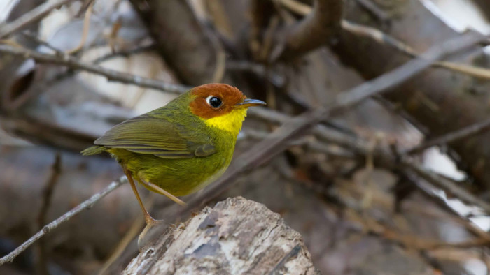 Sattal is a Paradise for Birders, But What About the Birds?