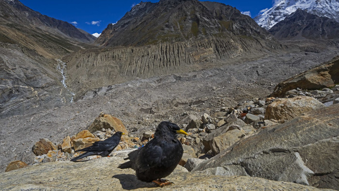 Choughs: Gurus of the Mountain Skies