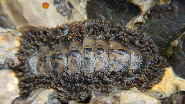 Chitons: Primitive Inhabitants of Today’s Seashores