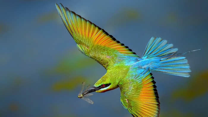 Sky Skaters: Sally Forth with Vibrant Bee-eaters