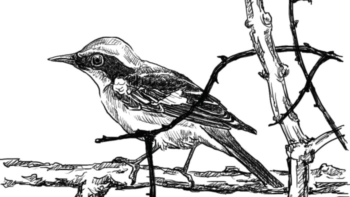 Bird Essays: A Writing Contest by Indian Pitta and RoundGlass Sustain