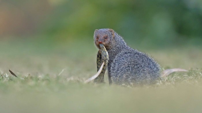 The Indian Grey Mongoose: The Cobra’s Nemesis