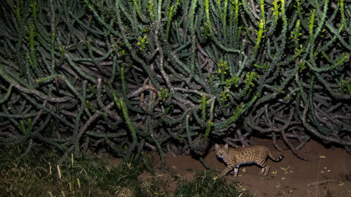 In Search of the Elusive Indian Desert Cat